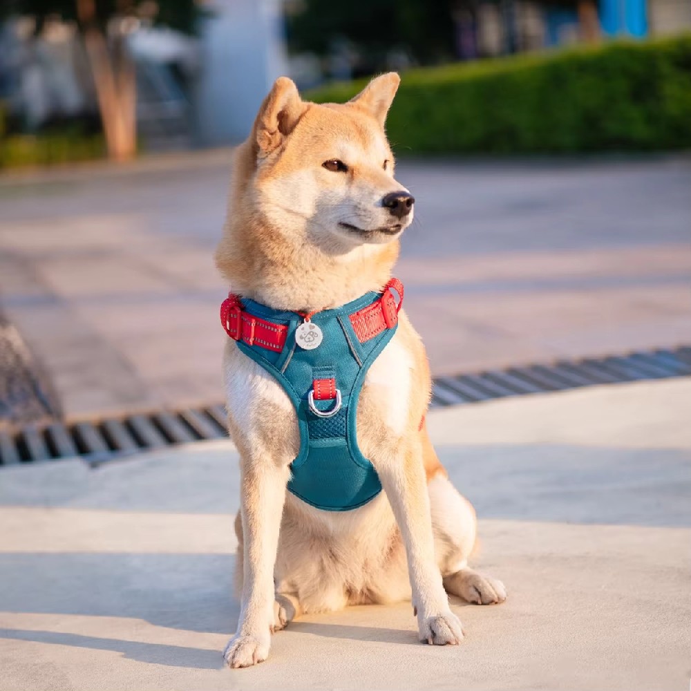 今年会jinnianhui胸背