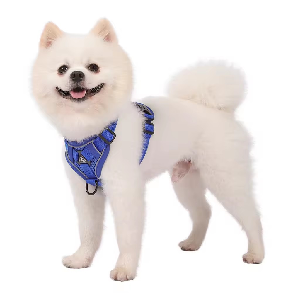 今年会jinnianhui胸背